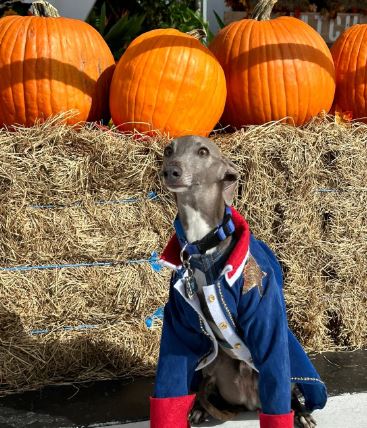 Animal Halloween Costumes