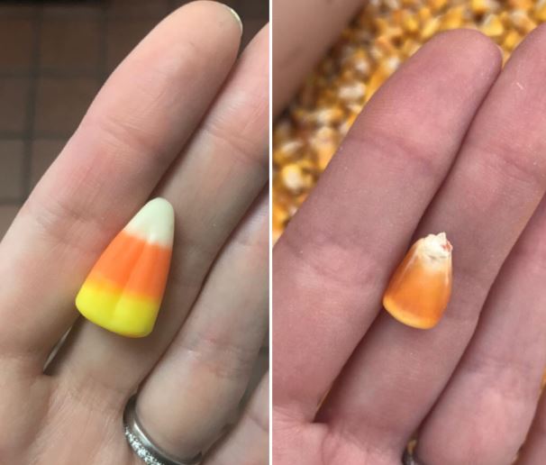 Candy Corn Cuties