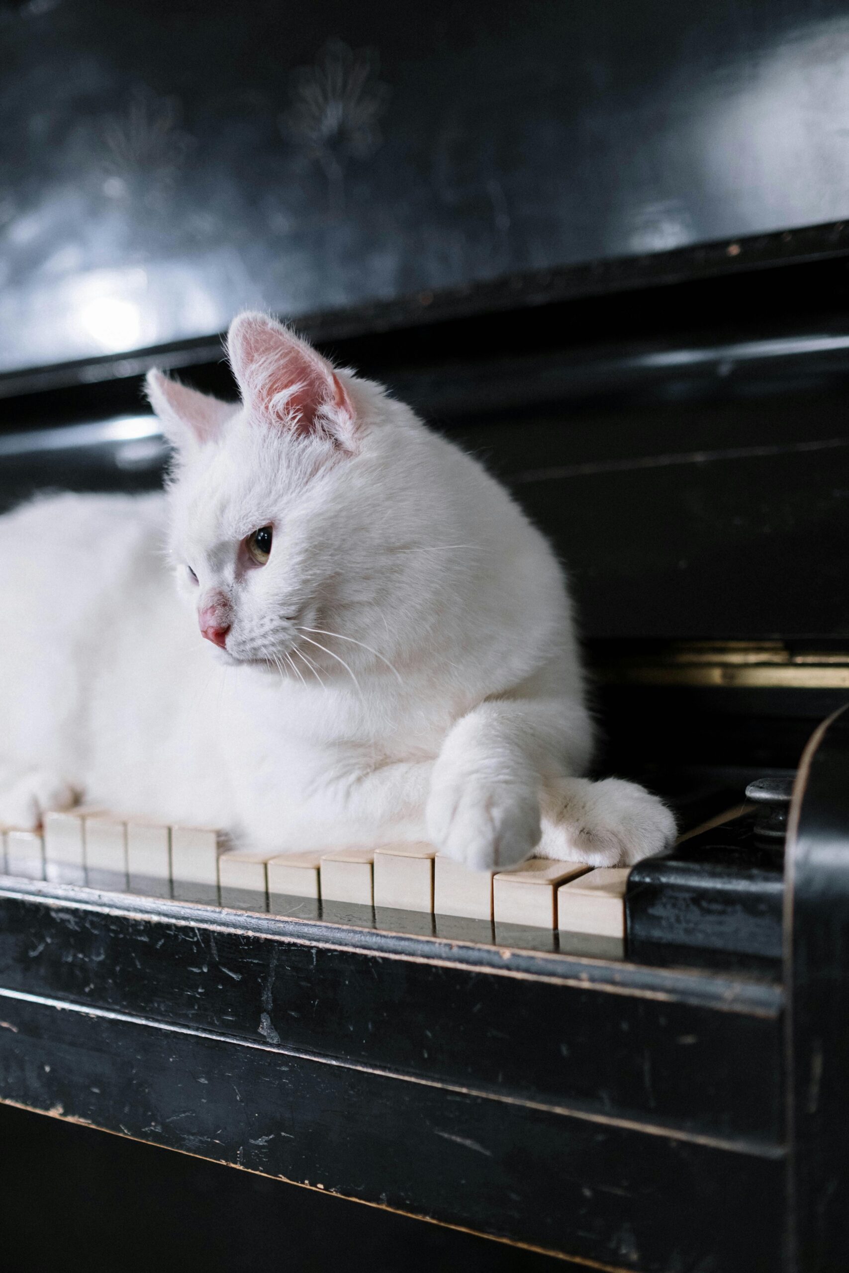 Cat-Approved Halloween Music and Sounds