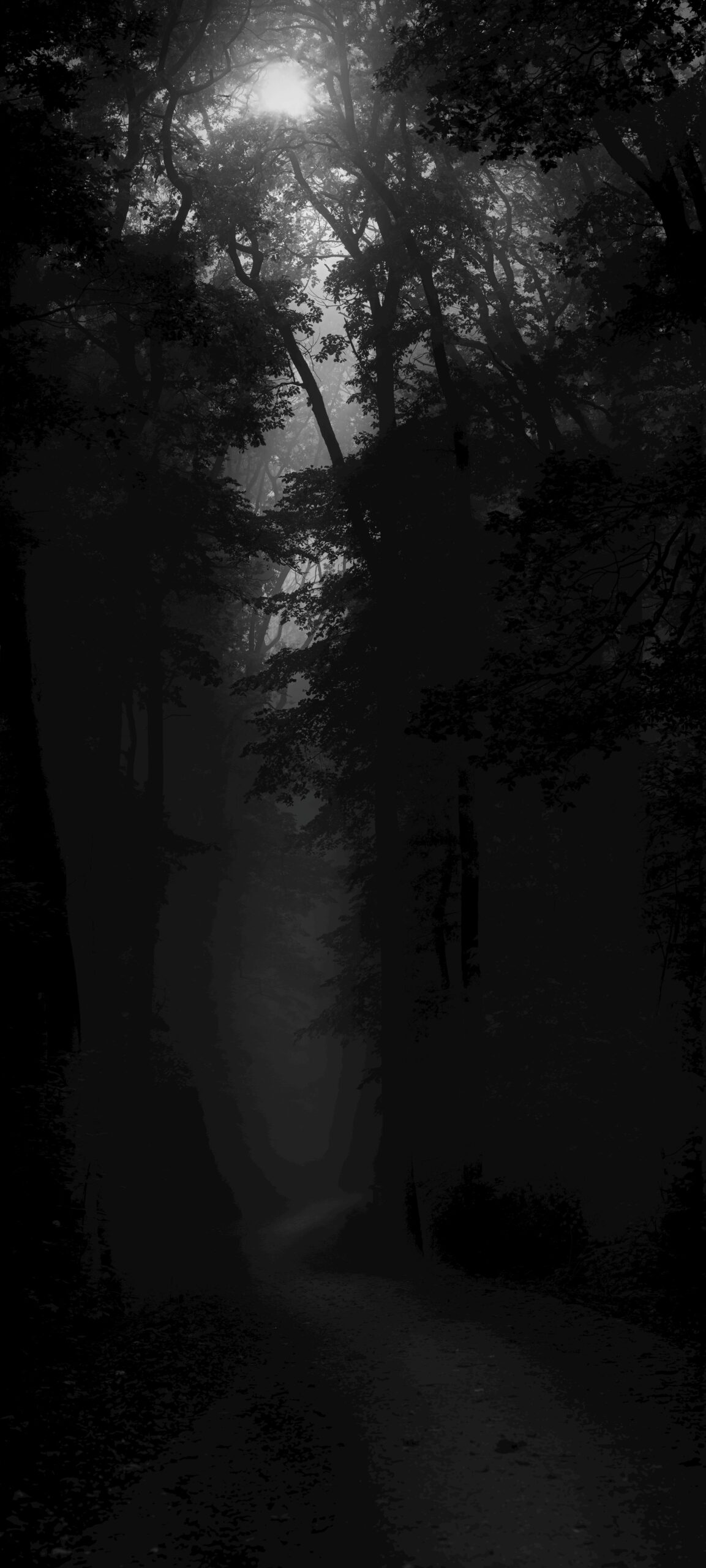 Creepy Forests and Fog