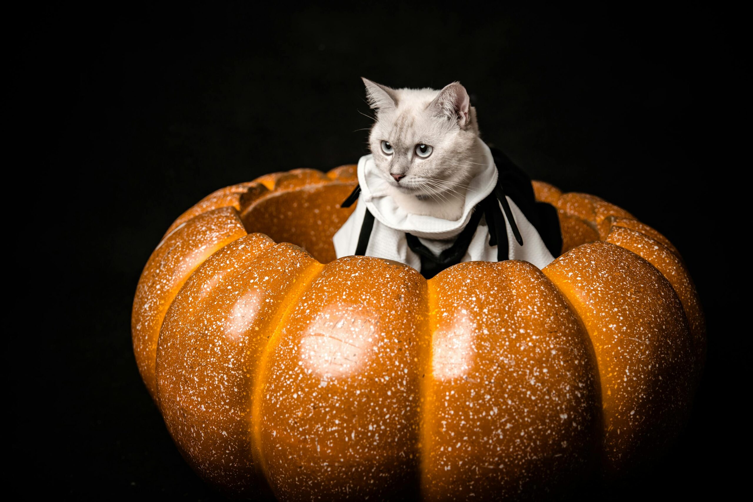 Feline-Friendly Halloween Costumes