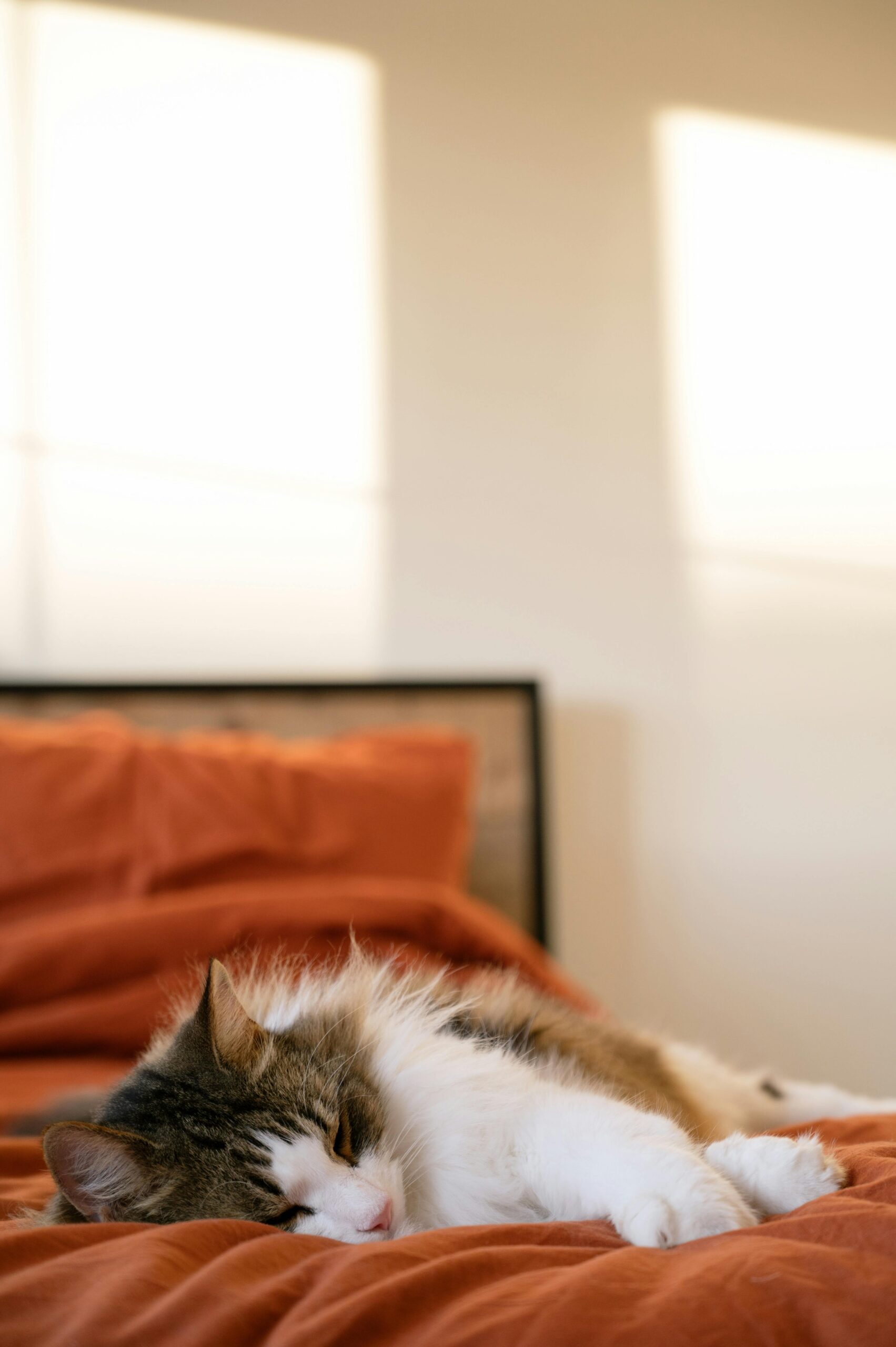 Halloween-Themed Cat Beds