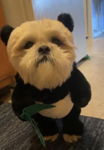 Playful Panda Costume